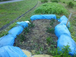 金時草の試験栽培エリアは朝は日陰です 2017-06-13