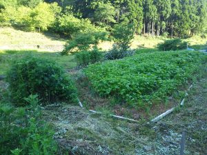 試験栽培エリアのそばの花が満開 2017-06-13