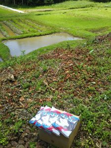 線路の土手に夏そば４ｋｇ追加播種 2017-06-14