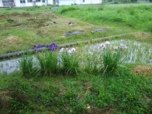 今年も花しょうぶ咲きました 2017-06-21