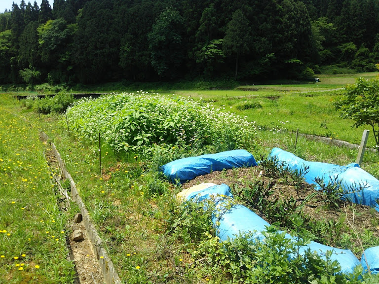 夏そばがドンドン成長してる。蜜源の方は上手くいった 2017-06-28