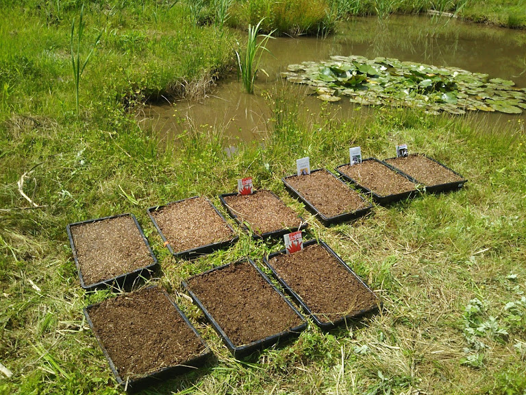 とうがらしとナス三種の播種 2017-06-28