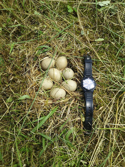 キジの巣が ２ヶ所出来てました 2017-06-29