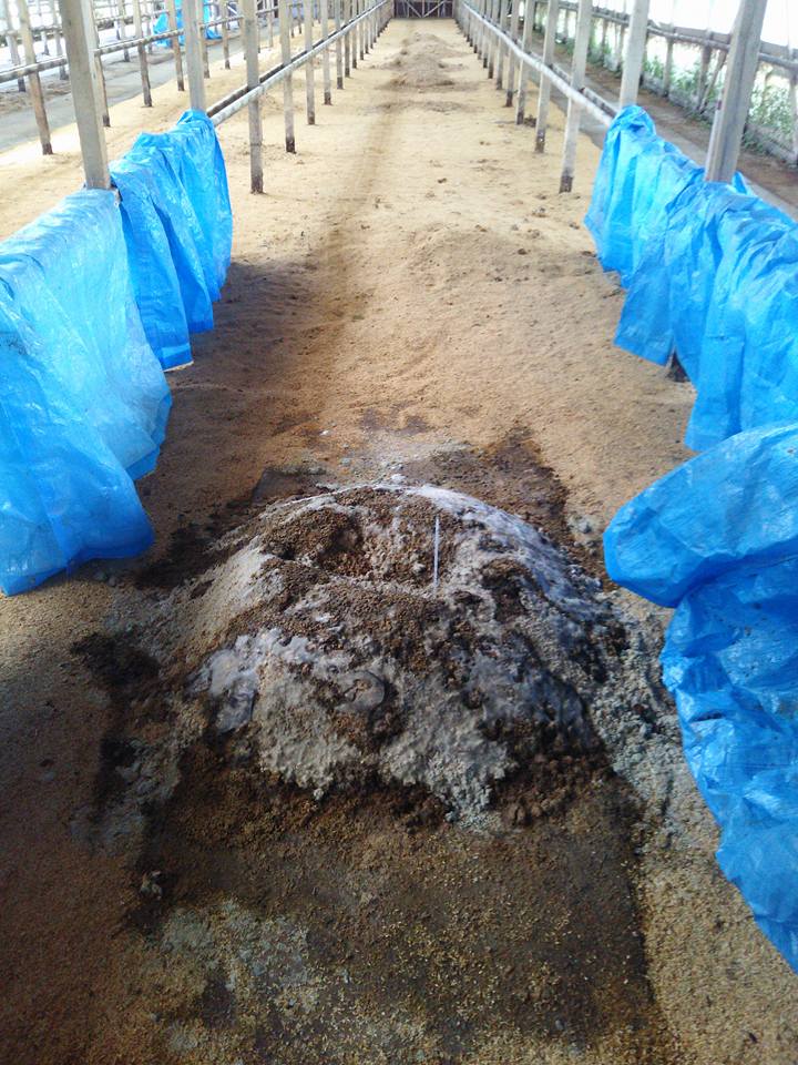 ブルーシートをかけっぱなしで二週間たった今日開放しましたが、無事に発酵米ぬかぼかしが出来てました-2017-07-05