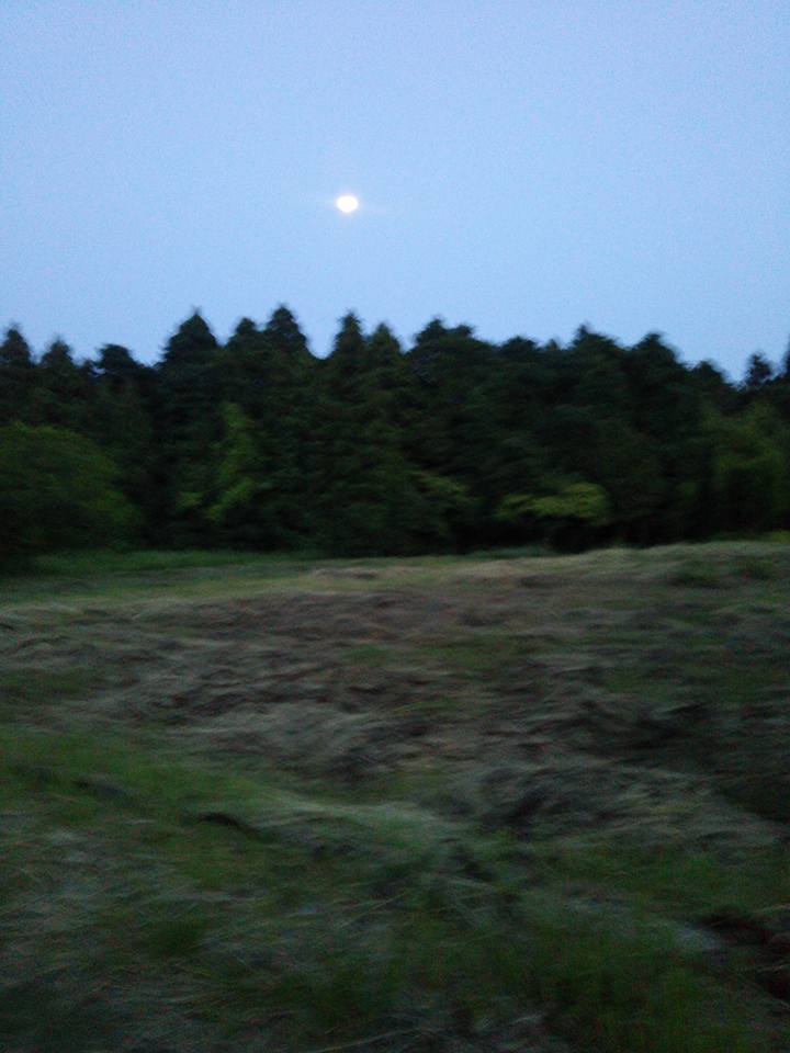 竹は最低1m以上の高さで切ってます。本当は12月から2月頃の冬に切れば枯れるらしい-2017-07-07