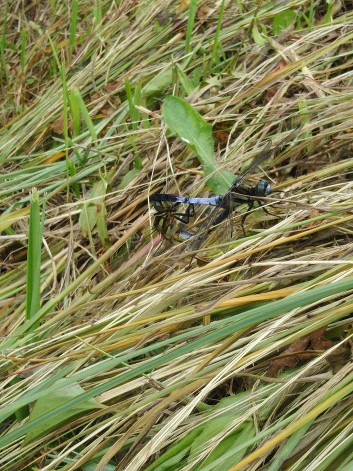 ほ場3枚で10アールほどの草刈りです‐2017-07-05