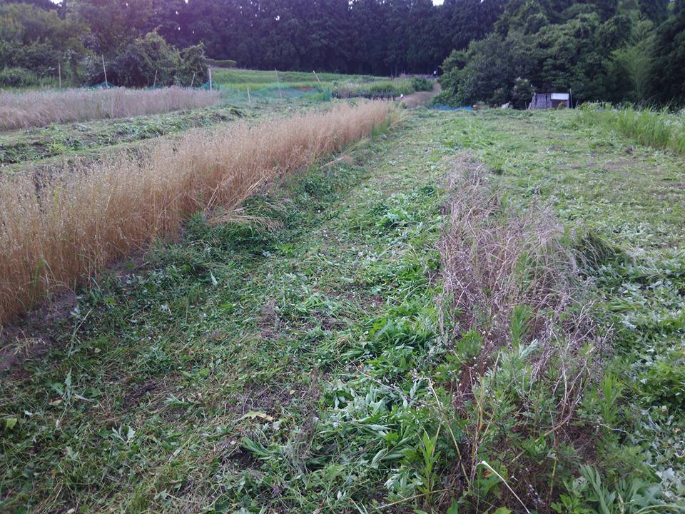去年の秋に辛味大根を作付けしたほ場の草刈りの途中です-2017-07-09