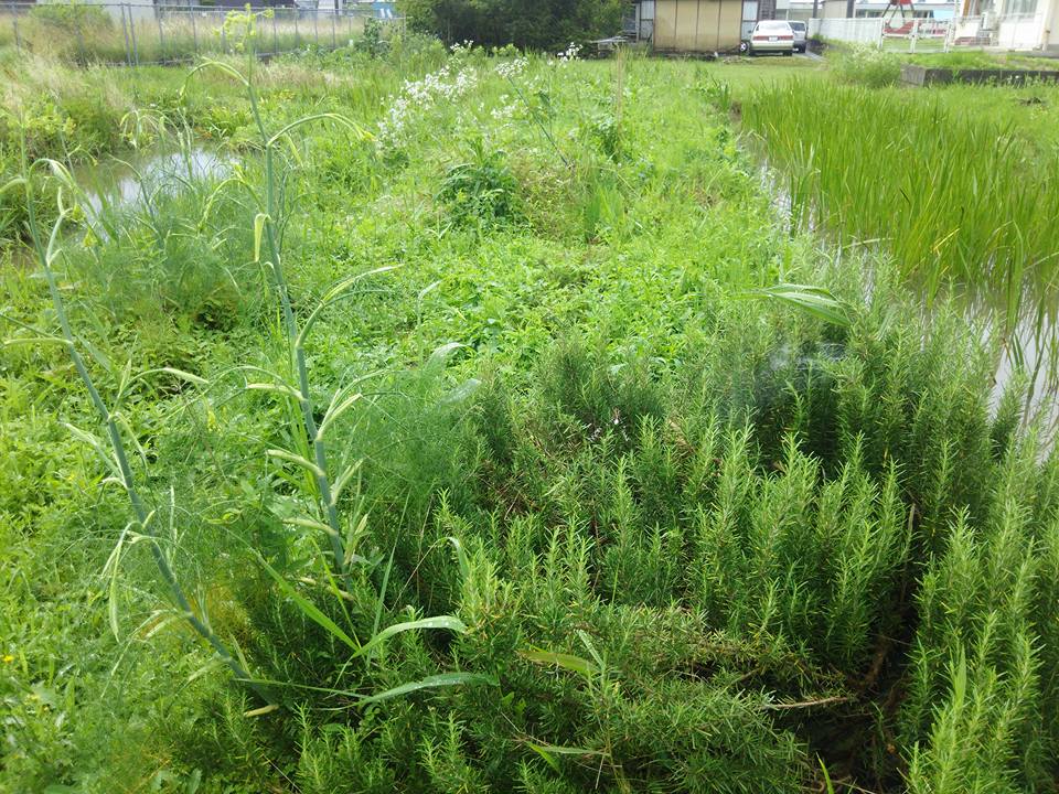 ローズマリーの株の中央で蜘蛛が巣を張ってました-2017-07-05