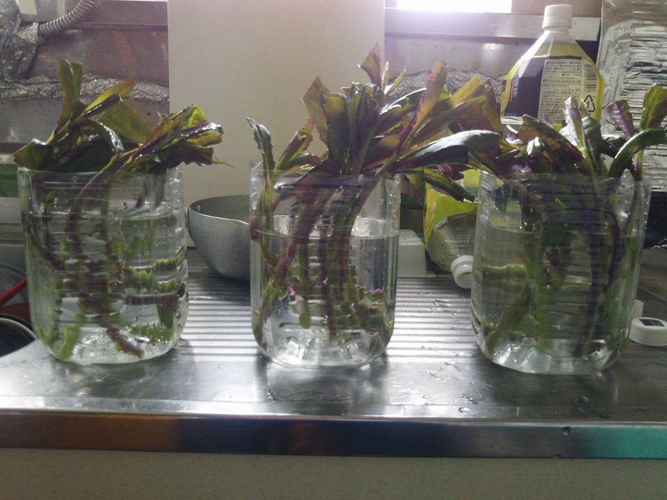 水に挿した金時草は毎日水を取り替えないと腐りますね-2017-07-12