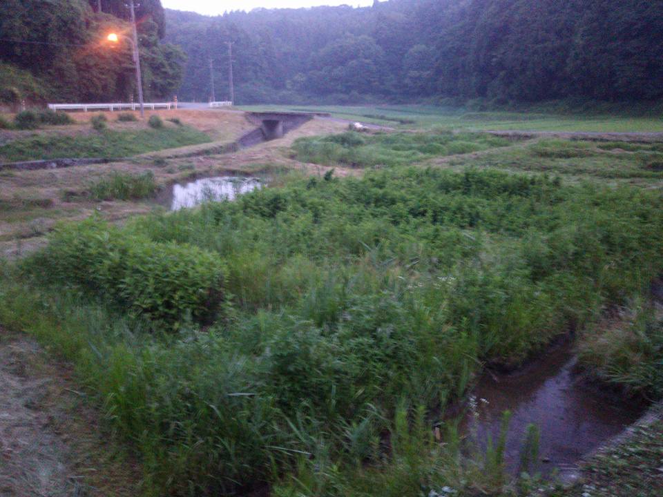夏の草刈りは大変なのは分かってるので、省力化を考えながらやってます-2017-07-14