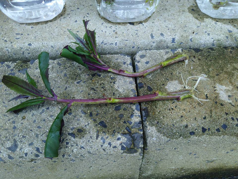 今日の三本の金時草の挿し木-2017-07-19