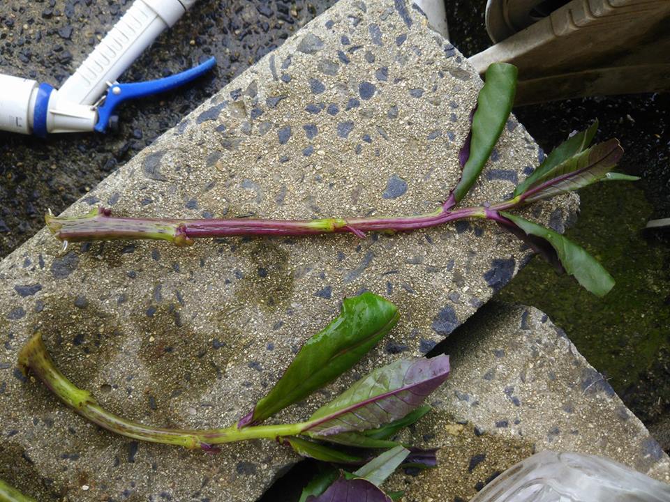 水挿しの金時草は32本中、1本だけ発根-2017-07-16