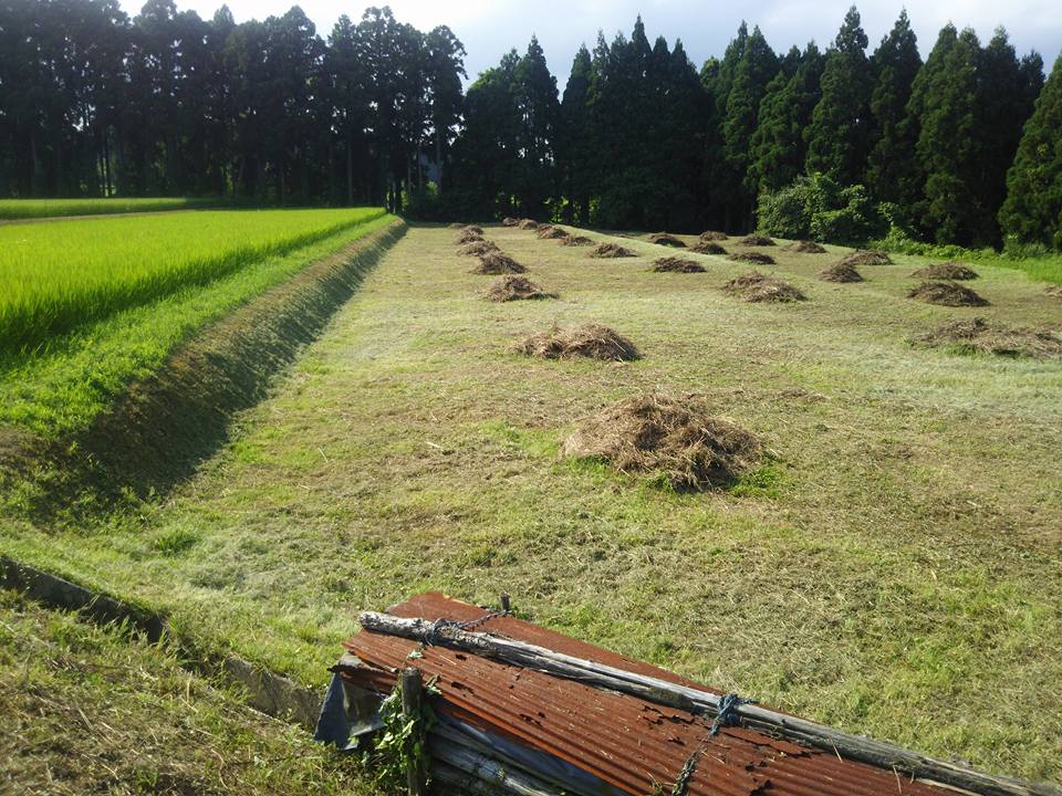 朝8時から始めて9時半には今年初めて熱中症になって2時間ダウン-2017-07-31