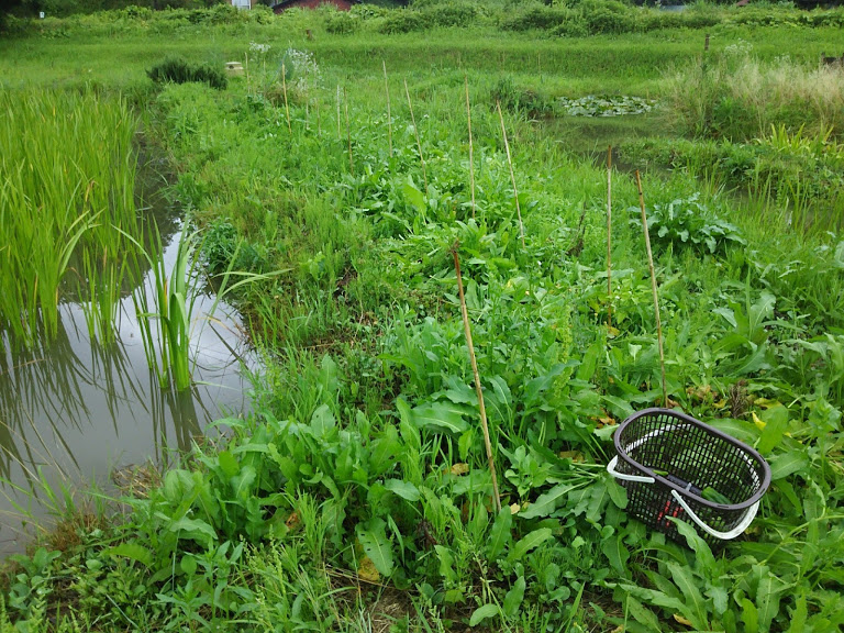 こどもピーマンなどの手入れ　2017-07-01
