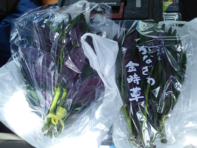 近江町市場で金時草栽培の袋詰めの研究 2017-07-03