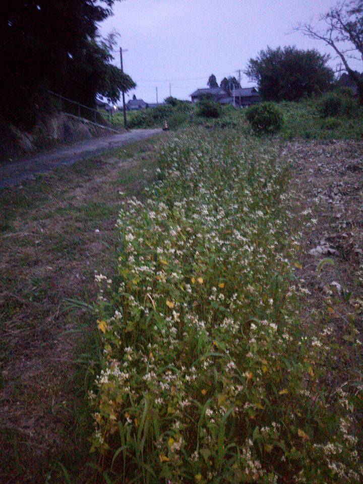 甲駅に5月に植えた夏蕎麦ですが、収穫時期が分からないのでまだそのまま様子見です-2017-08-07