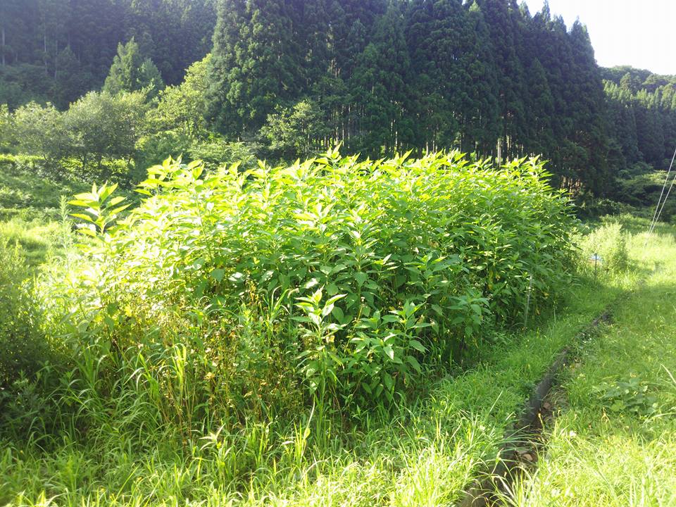 取り残したキクイモが2m越え-2017-08-10