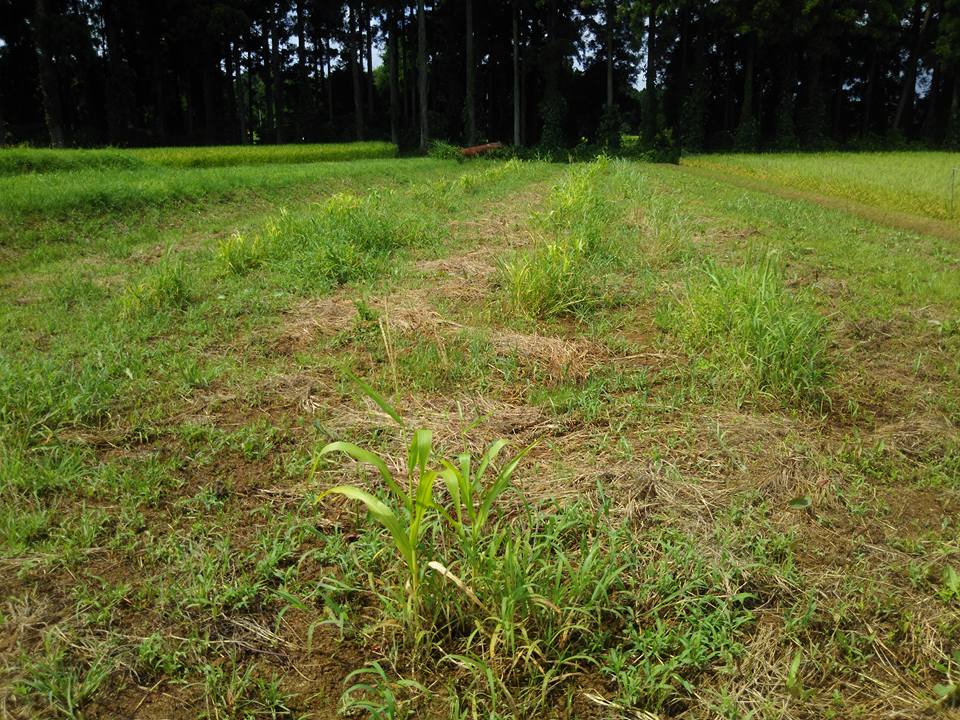 隣の畑の青草はよく見えるって昔の人が言ってた-2017-08-27