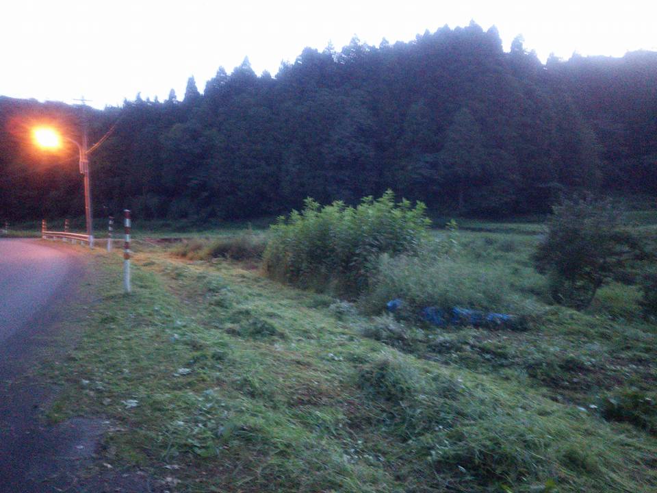 試験栽培１年目の夏そばですが９月になっても花が咲いてます-2017-09-10