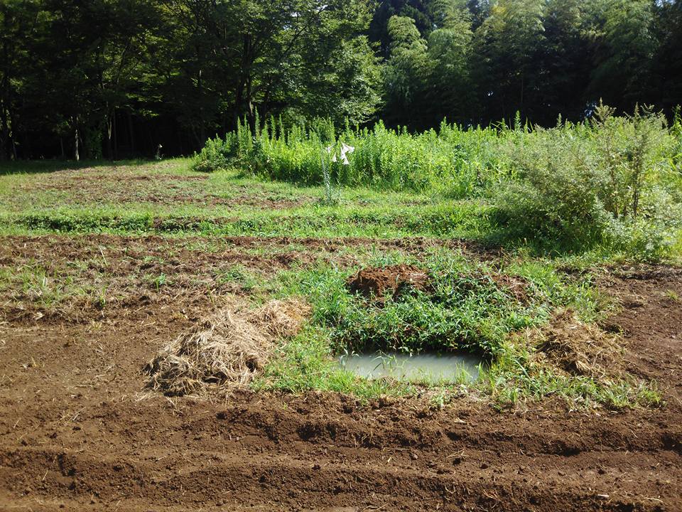 秋そばの発芽がそろってきました-2017-09-08