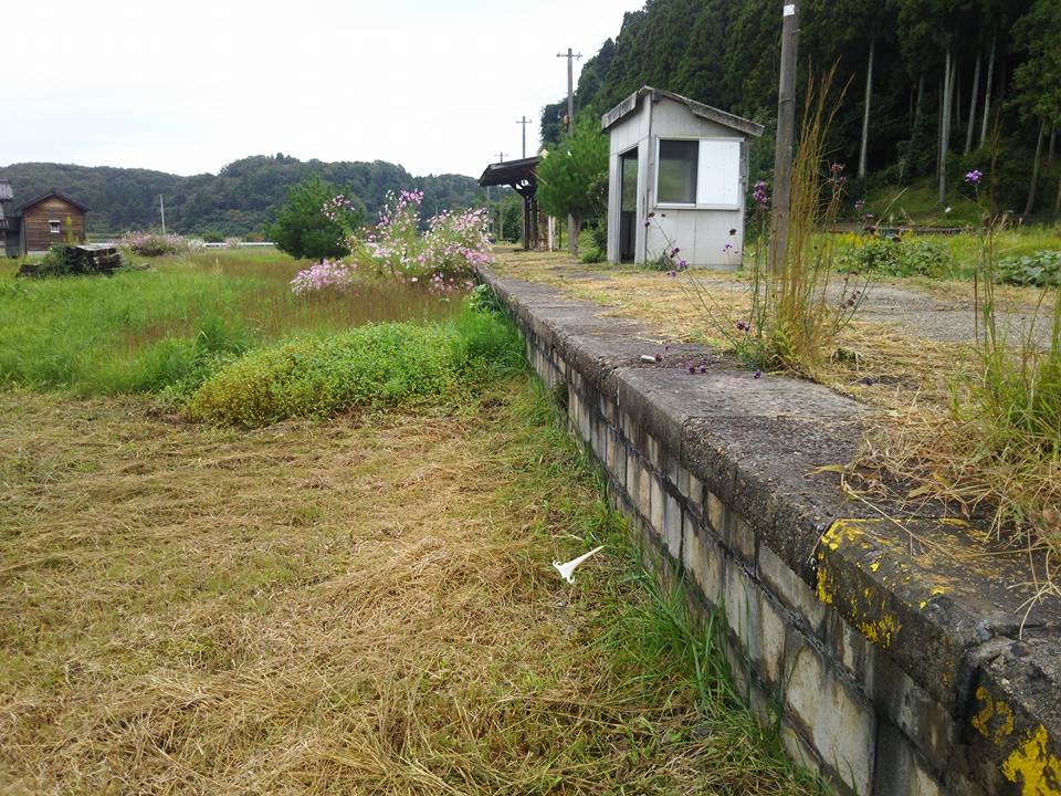 夏蕎麦片付けたら、こぼれ落ちた種が発芽しました-2017-10-03