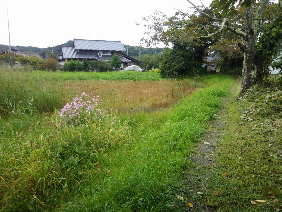 アジアGAP認証予定の甲駅のほ場です。すっかり雑草に埋もれたけど、5年前に比べると植生がかなり変わりました-2017-10-03