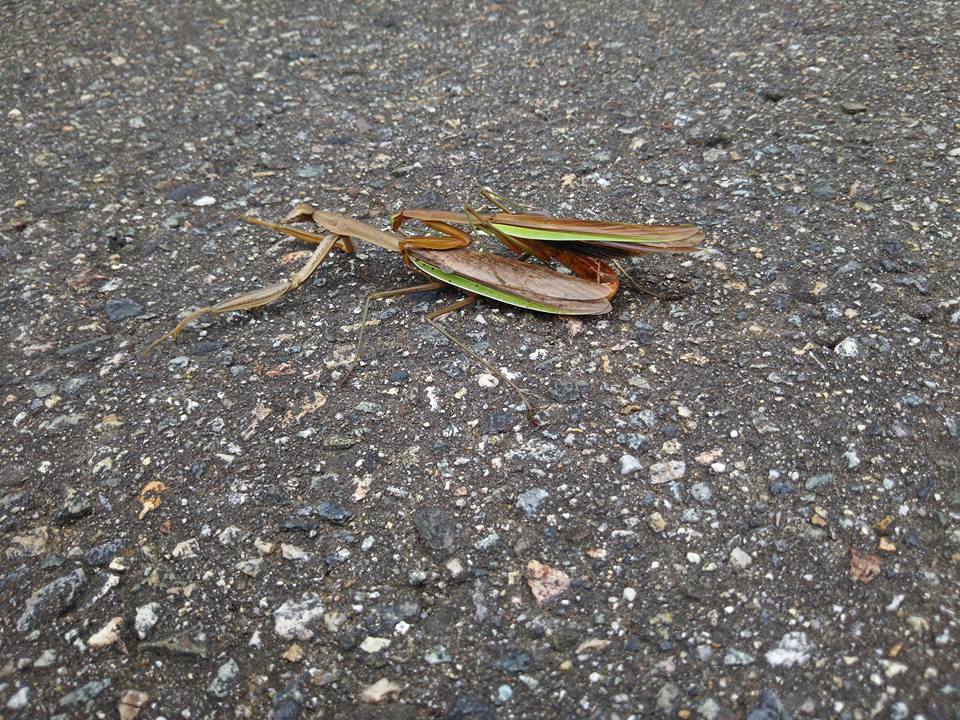 CP3(豊川)~CP4(なたうち)を往復しました-2017-10-18