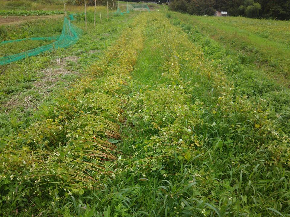 8月30日に種まきした秋そば(福井県在来種)の状況です-2017-10-30