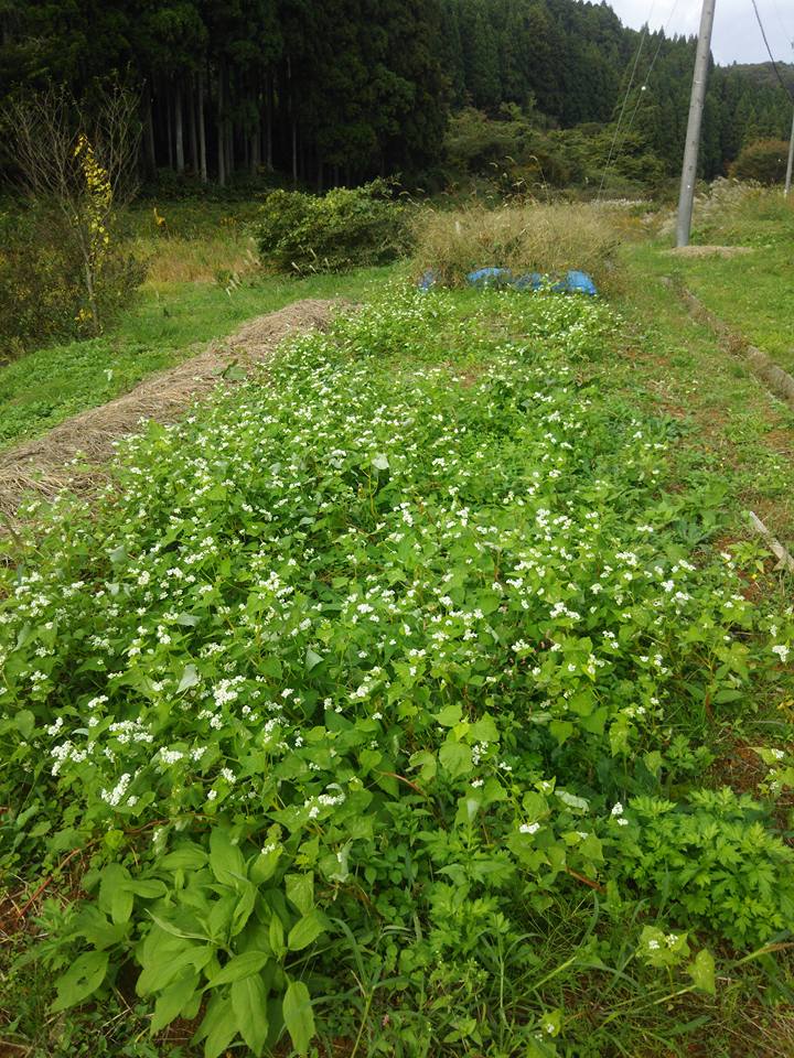 すでに秋の新そば時期らしいですが、そばの花が満開です-2017-10-30