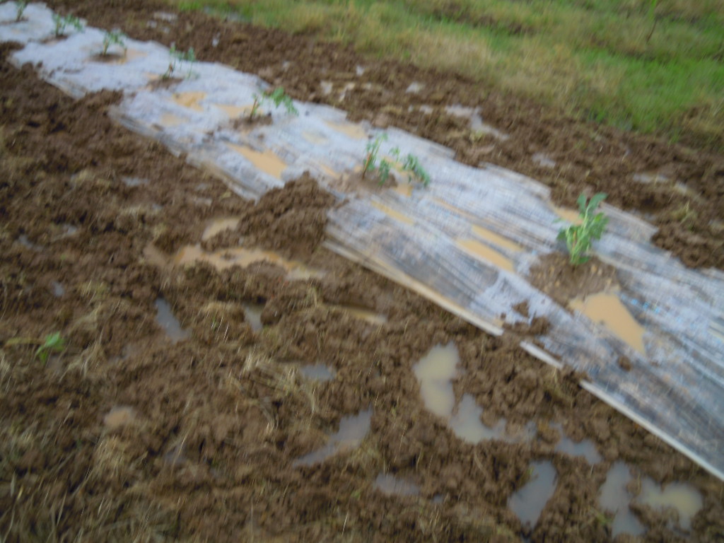 JGAPで有機農業を始めた理由。私が体験した農家研修は「反面教師」なんです-2017-10-06