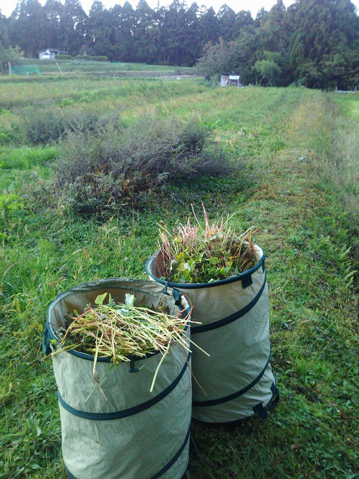 秋そばの刈り取りを開始しました 2017-11-12