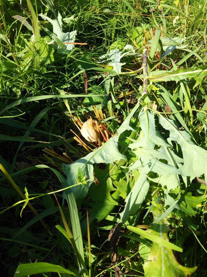 刈った秋そばを倉庫に搬入して干してました 2017-11-13