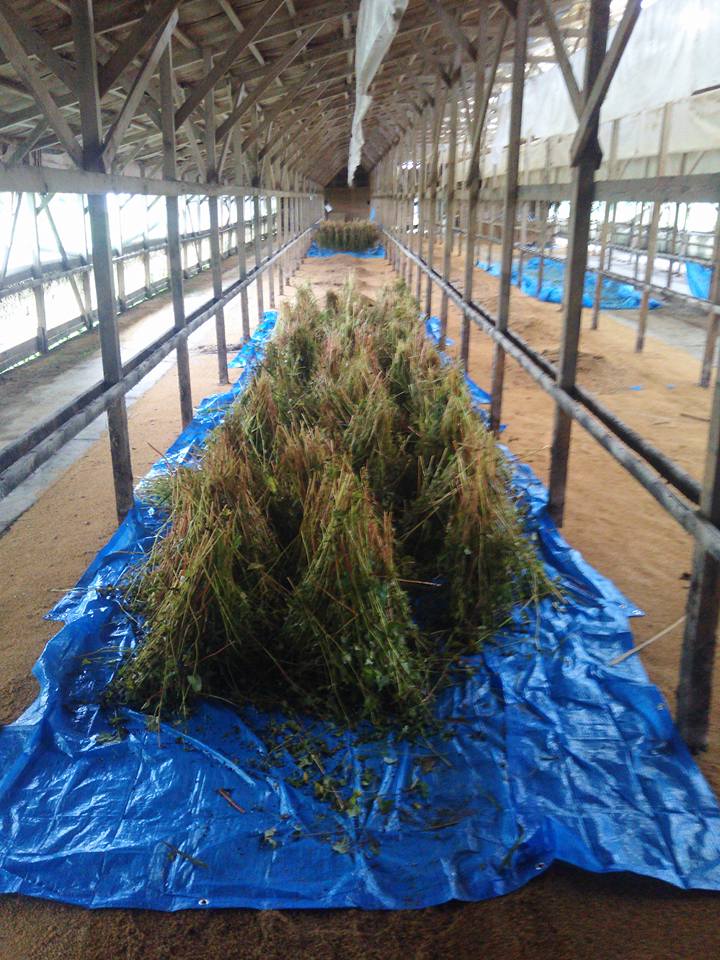 秋そばをビニールシートに並べて立てました 2017-11-14