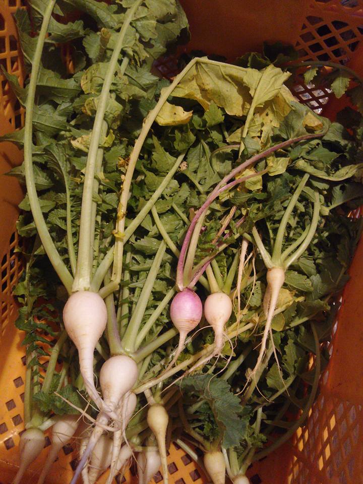 親田辛味大根の霜対策で昨日もみ殻をまきました 2017-11-14