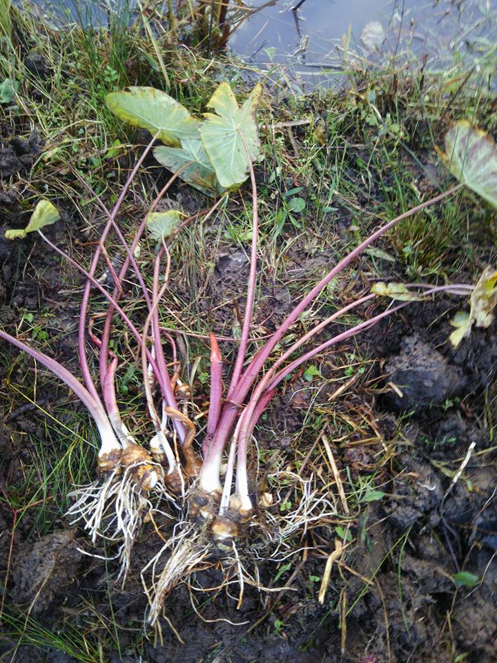 里芋のやつがしらの掘り起し中ですが、数株の根元をいのししに穴を掘られてました-2017-11-16
