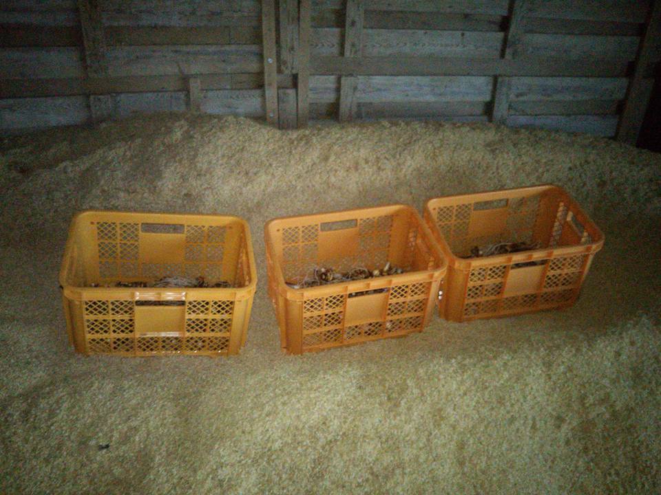 里芋ですが、倉庫にもみ殻の山を作って不織布とビニールシートをかぶせました 2017-11-18