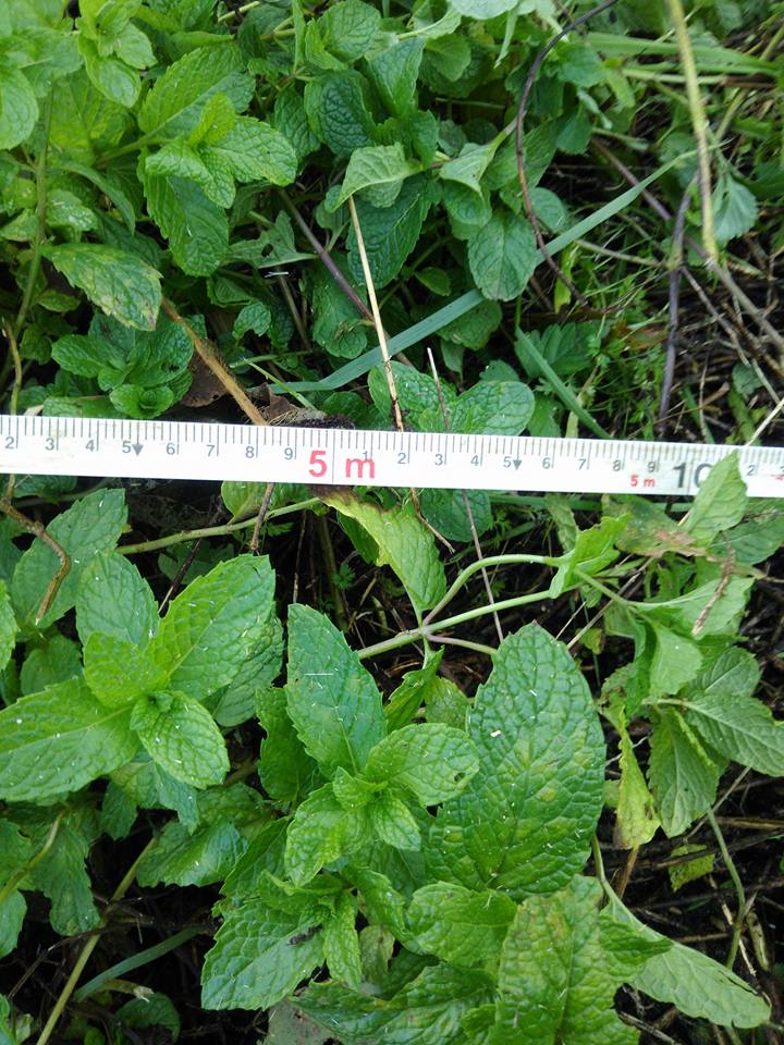 アップルミントは2012年9月に植えてるので5年たちました-2017-11-21