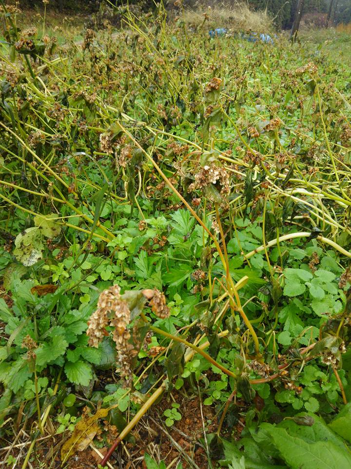 夏そばの花は実にならずに枯れました -2017-11-24