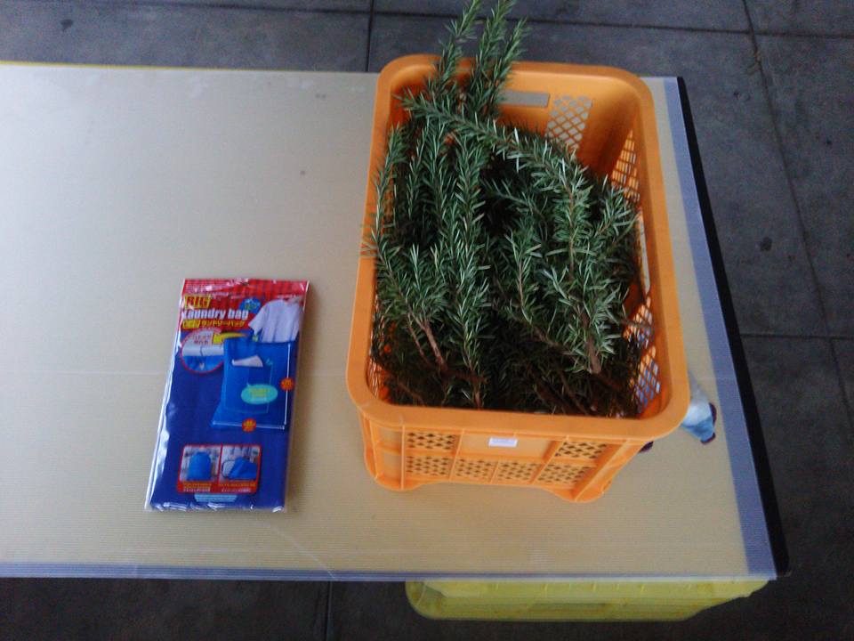 ローズマリーを森本石油さんに届けました-2017-11-29