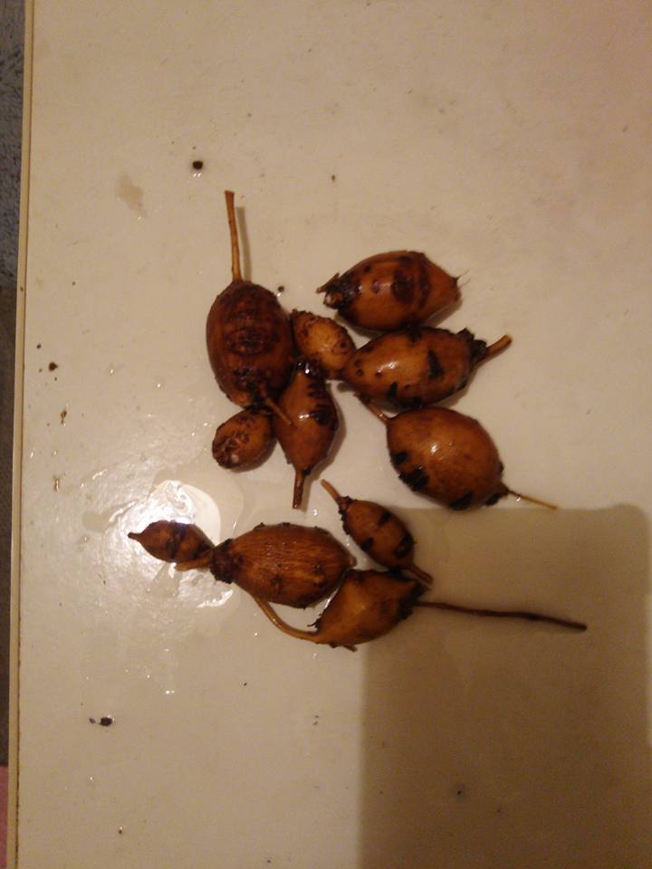 栄養補給に佐藤豊さんの休耕田のアピオスを採りました-2017-12-11