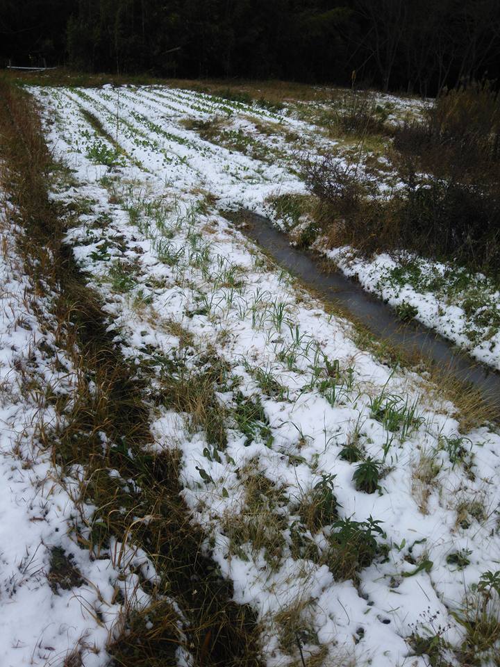 葉ニンニクはあと２、３年ほどで能登育ちで出せるはずです-2017-12-12