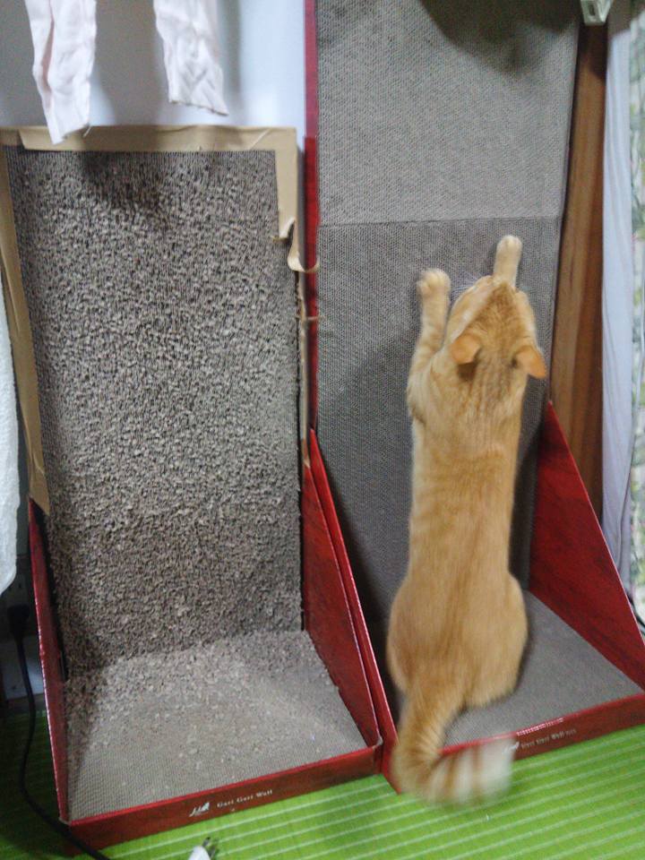 ねこの爪とぎグッズでは、これが一番のお気に入りです-2017-12-14