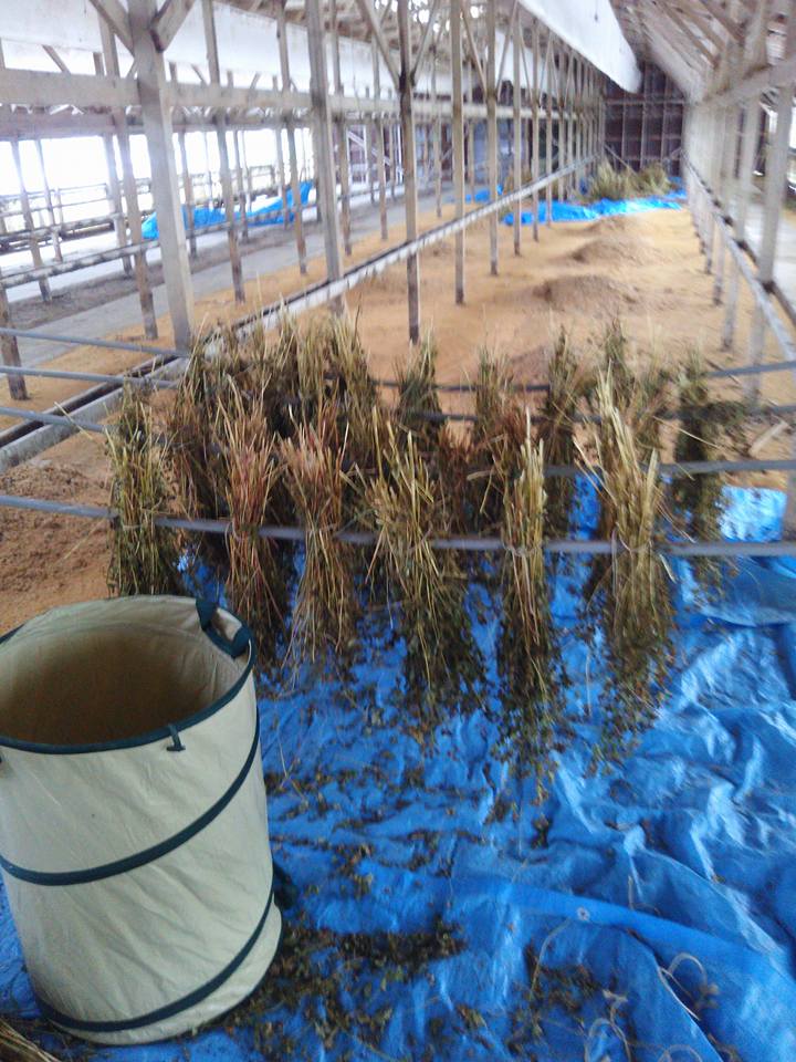 そばの脱穀ですが、外は明るいのに中は真っ暗で17時で途中だけど終わり-2017-12-17