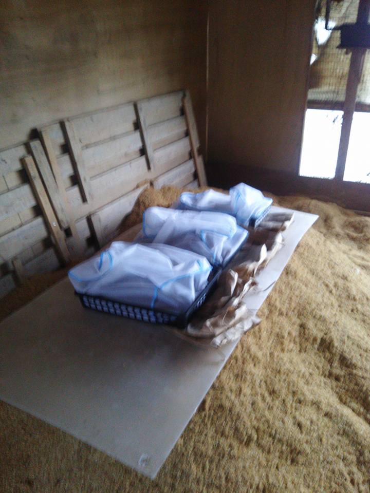 秋そばをカビ防止で洗濯ネットに入れ直し-2017-12-23