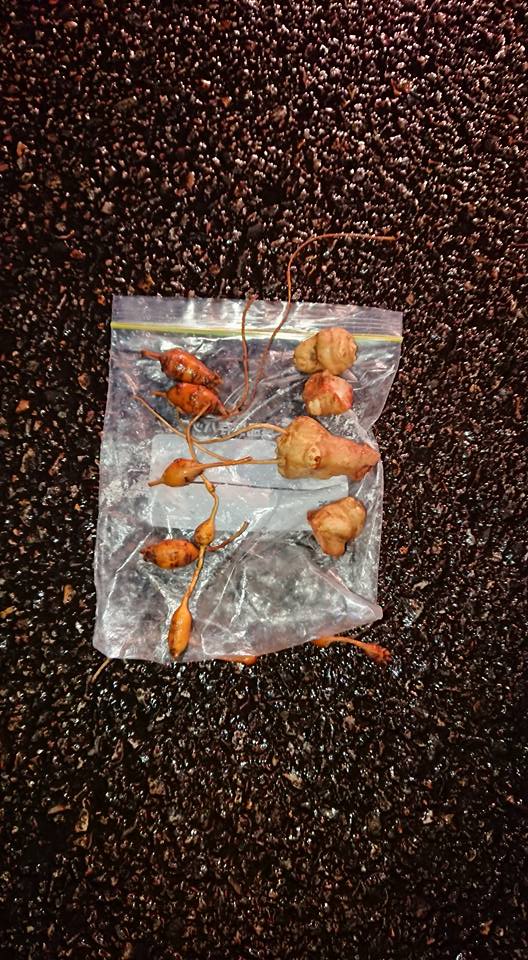 24時間勤務明けで在所の左義長の火消ししてました 2018-01-08