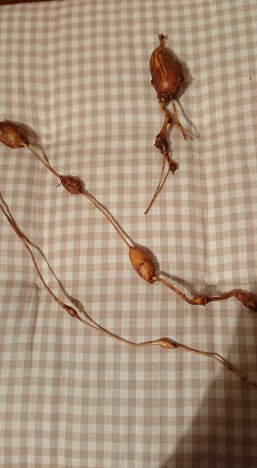 アピオスをコンテナ半分ほど収穫できました 2018-01-10