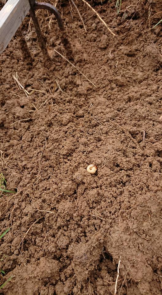 昨日と今日で別の場所のアピオスの収穫をしてました 2018-02-01