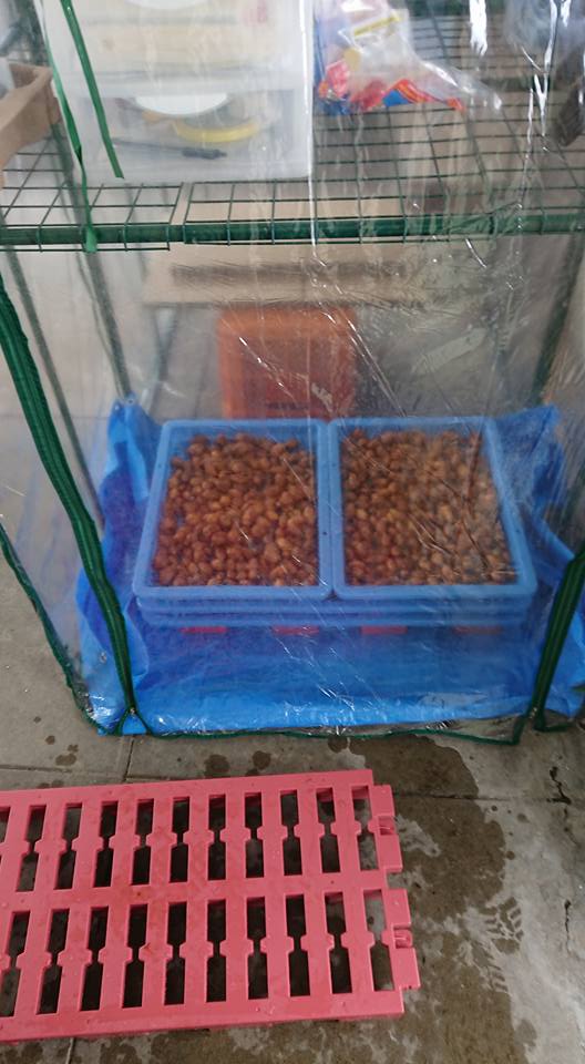 大雪ですね。玄関先で水洗いして駅舎で自然乾燥させます。-2018-02-06