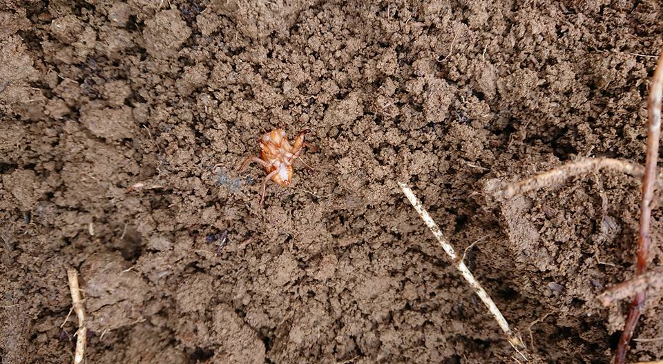 ドクダミに覆われていたうねのアピオスの収穫ですが、セミの幼虫が出てきました-2018-02-10