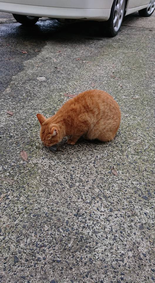 ネットを張った区画の収穫ですが、そこそこ良いものが多いですね-2018-02-18